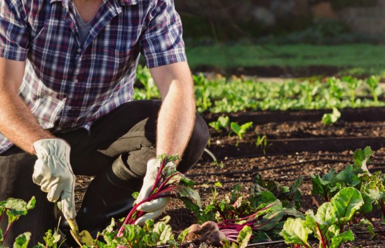 From Seed to Bloom: Easy Guides for Every New Gardener