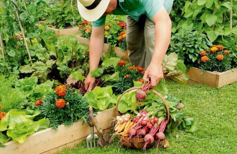 Best Months for Planting Vegetables in Alabama