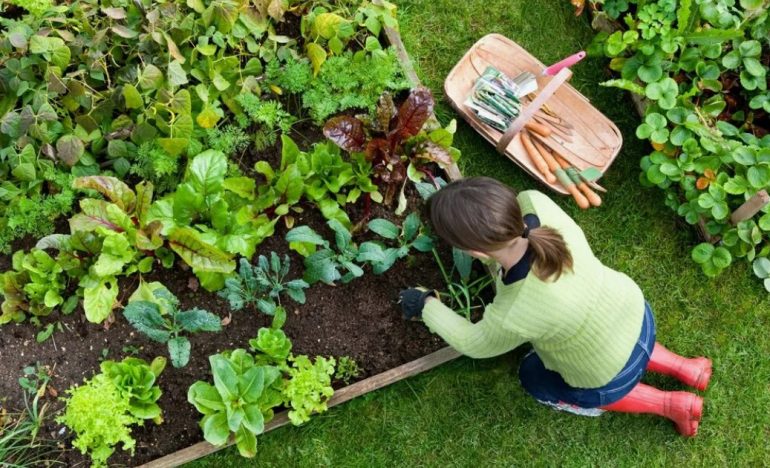 Clay's Garden Center: Your Local Source for Organic Garden Vegetables