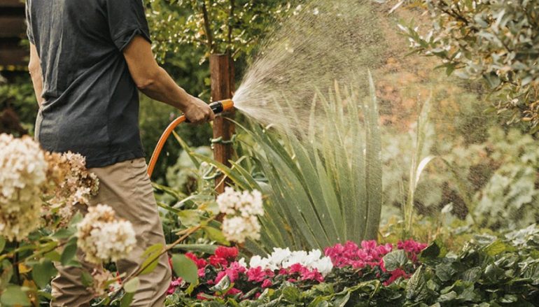 From Seed to Bloom: Easy Guides for Every New Gardener
