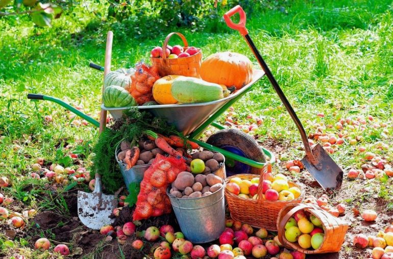 Best Months for Planting Vegetables in Alabama