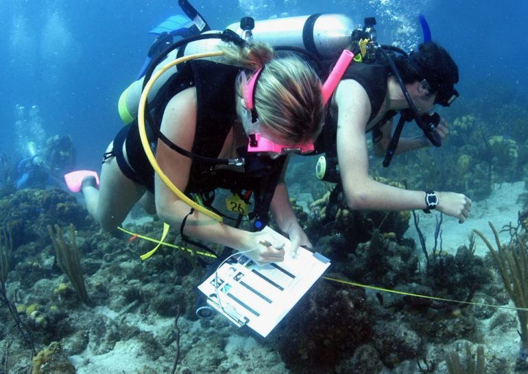 What Marine Biology Jobs Involve Scuba Diving as a Daily Adventure