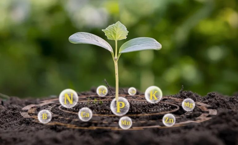 Simple Additions That Transform Watering Into Plant Nutrition