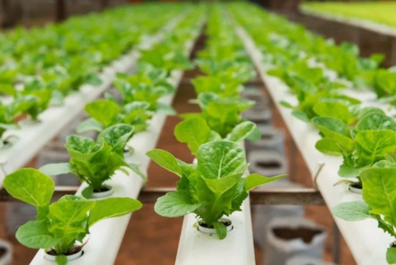 Creative Ways to Grow Flowers with Hydroponics The Spruce Gardening Tips for Beginners